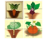 Деревянные овощи (карт.разр.) (RNToys) Д-601